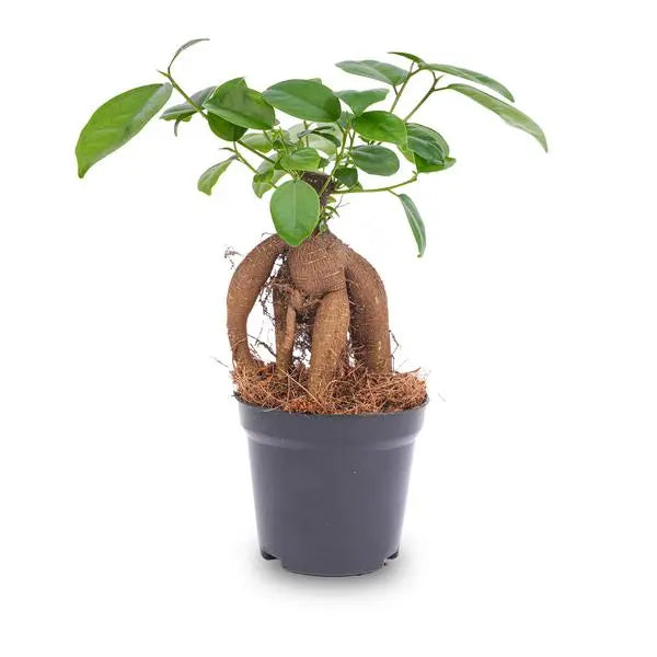 Ficus microcarpa ginseng bonsai  - Potmaat 9  BotanicBridge