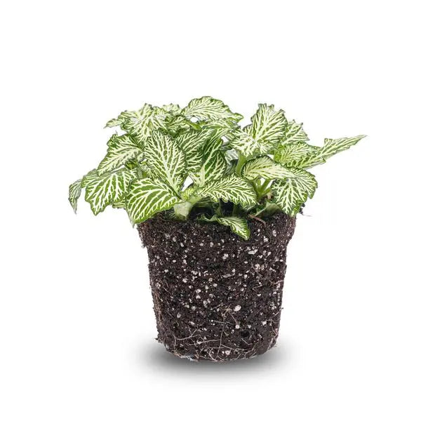 Fittonia Wit - White Tiger - Mozaiekplantje - Terrarium plant - Potmaat 8  BotanicBridge