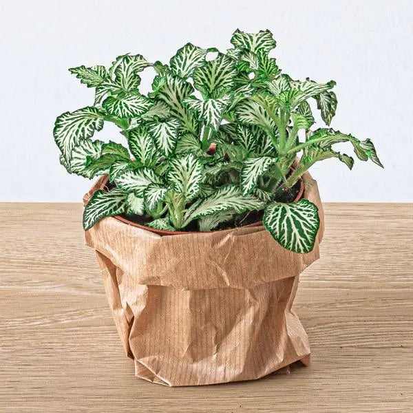 Fittonia Wit - White Tiger - Mozaiekplantje - Terrarium plant - Potmaat 8  BotanicBridge