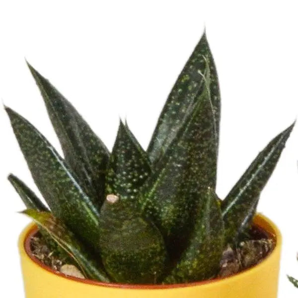 Gasteria/Haworthia mix 5,5cm - 5x - in gekleurde plasticpot  BotanicBridge