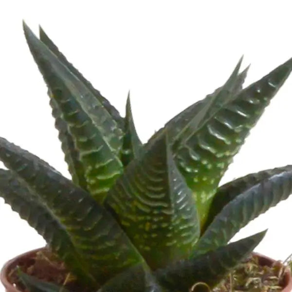 Gasteria/Haworthia mix 5,5cm - in witte pot - 5x  BotanicBridge