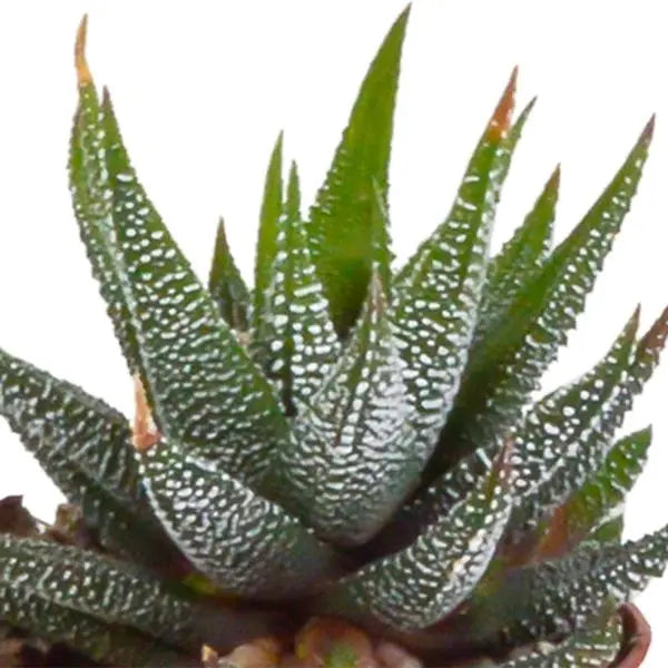 Gasteria/Haworthia mix 5,5cm - zonder pot - 5x  BotanicBridge