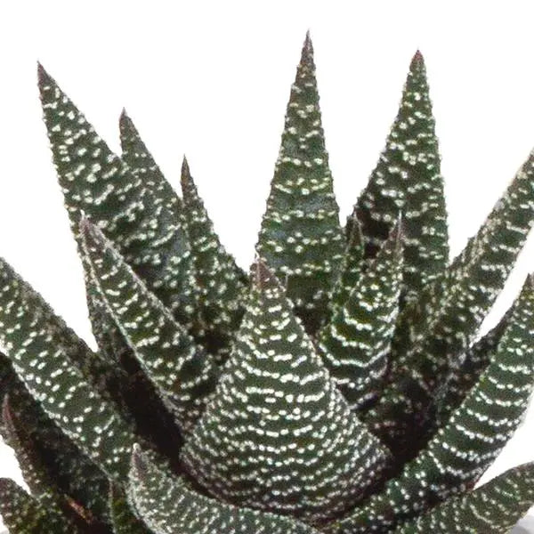 Gasteria/Haworthia mix 8,5cm - 3x - in Mexicaanse pot  BotanicBridge