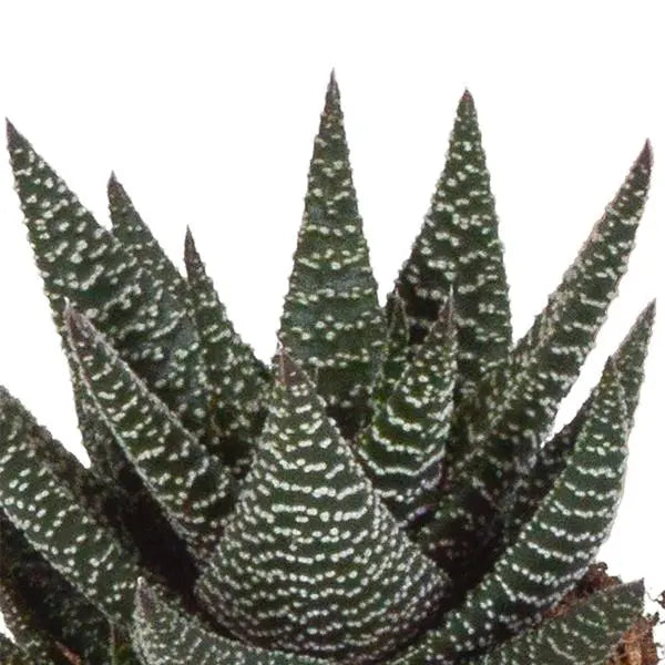 Gasteria/Haworthia mix 8,5cm - 3x - in witte pot  BotanicBridge