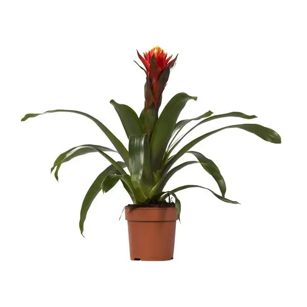 Guzmania Happiness - Ø12 ↕45  BotanicBridge