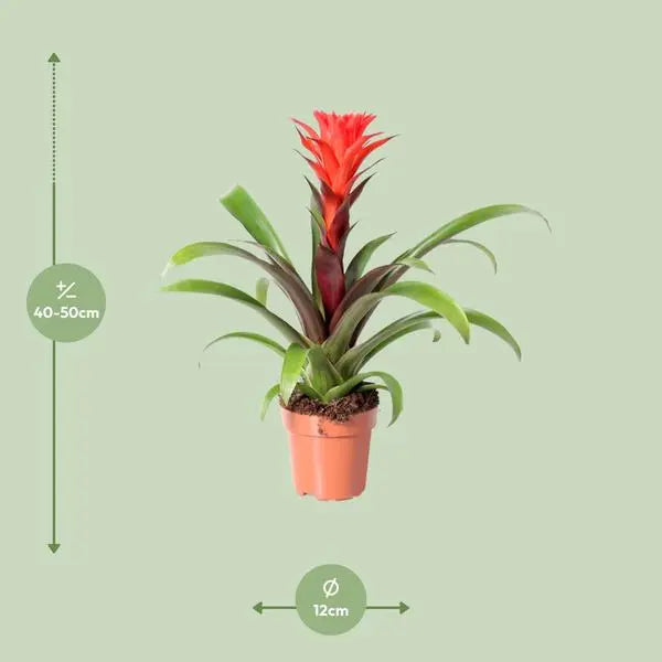 Guzmania Rockyflower Hope - Ø12cm - ↕43cm  BotanicBridge