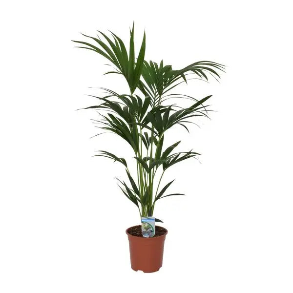 Howea forsteriana - Ø21cm - ↕120cm - Ø21 - ↨120cm  BotanicBridge