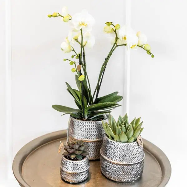 Kolibri Company - Planten set Groove zilver | Set met witte Phalaenopsis orchidee Amabilis Ø9cm en groene plant Succulent Aloe Brevifolia Ø6cm  | incl. zilver keramieken sierpotten  BotanicBridge