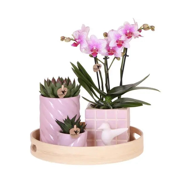 Kolibri Company | Gift set Colourful Optimism | Plantenset met roze Phalaenopsis Orchidee en Succulenten incl. keramieken sierpotten  BotanicBridge