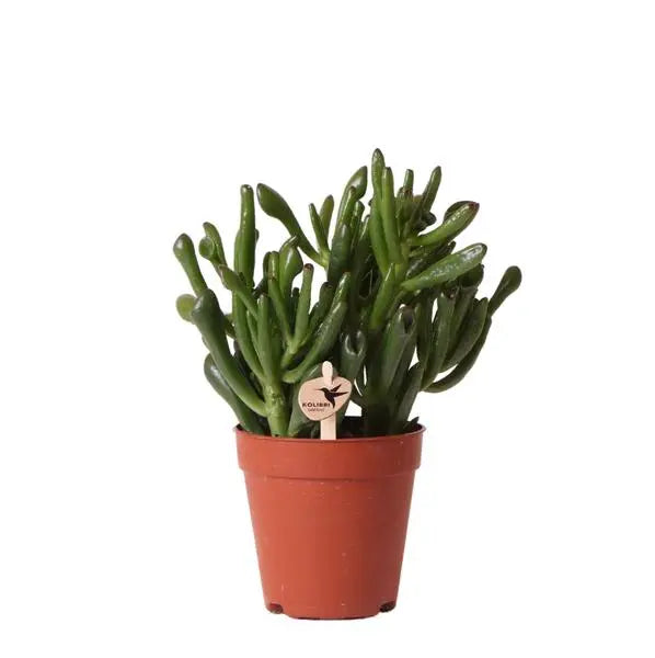 Kolibri Greens | Groene plant - Succulent Crassula Hobbit -  groene kamerplant - vers van de kweker - Ø9cm  BotanicBridge