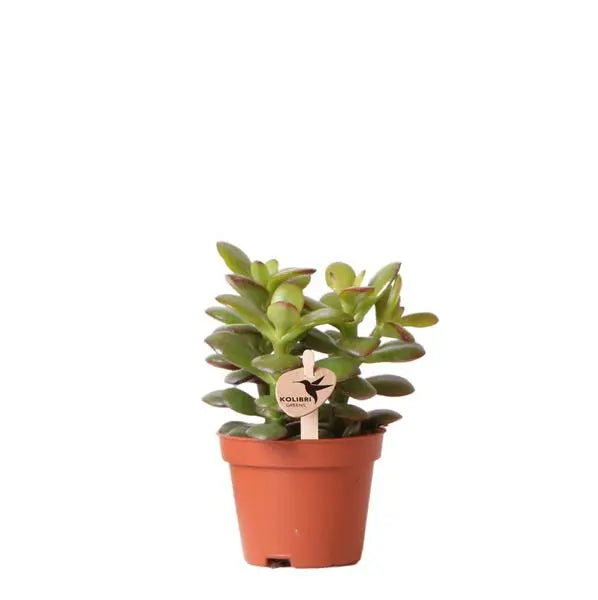 Kolibri Greens | Groene plant - Succulent Crassula Minor - potmaat Ø6cm - groene kamerplant - vers van de kweker  BotanicBridge