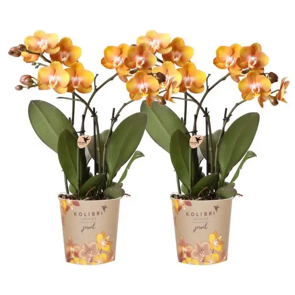 Kolibri Orchids I COMBI DEAL van 2 Phalaenopsis orchideeën - Las Vegas - potmaat Ø12cm | bloeiende kamerplant - vers van de kweker  BotanicBridge