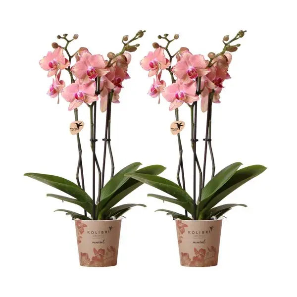 Kolibri Orchids I COMBI DEAL van 2 Phalaenopsis orchideeën - Pirate Picotee - potmaat Ø12cm | bloeiende kamerplant - vers van de kweker  BotanicBridge