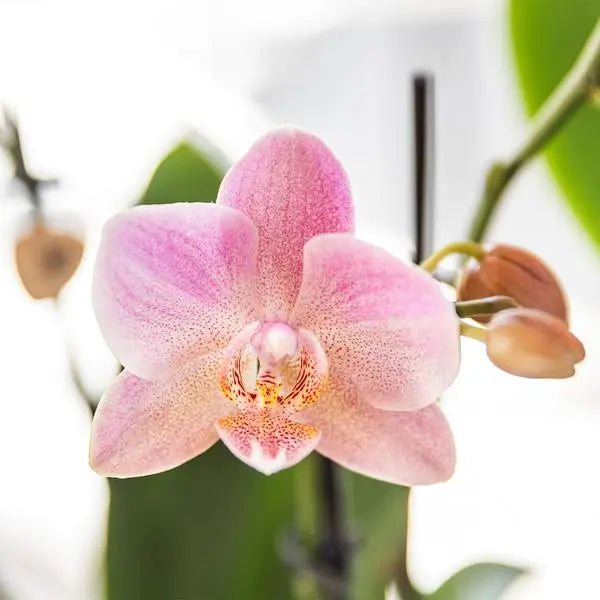 Kolibri Orchids I COMBI DEAL van 2 oud roze Phalaenopsis orchideeën - Treviso - potmaat Ø12cm | bloeiende kamerplant - vers van de kweker  BotanicBridge