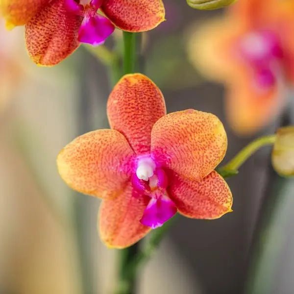 Kolibri Orchids I COMBI DEAL van 4 geurende oranje Phalaenopsis orchideeën - potmaat Ø12cm | bloeiende kamerplant - vers van de kweker  BotanicBridge