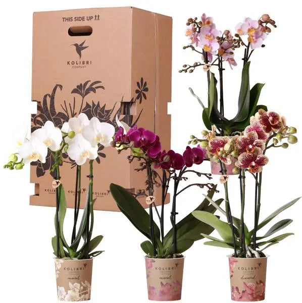 Kolibri Orchids - Surprise box mix - planten voordeel box - verrassingsbox met 4 verschillende orchideeën - vers van de kweker  BotanicBridge