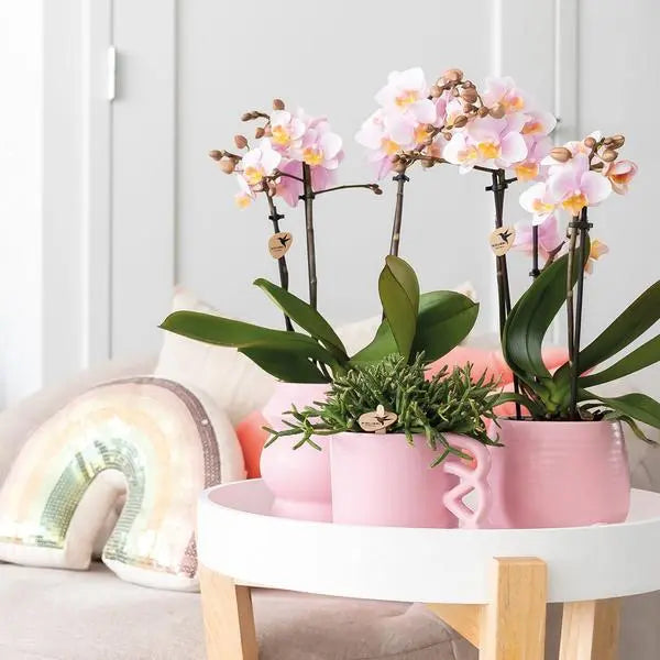 Kolibri Orchids | COMBI DEAL van 2 Roze phalaenopsis orchideeën - Andorra - potmaat Ø9cm | bloeiende kamerplant - vers van de kweker  BotanicBridge