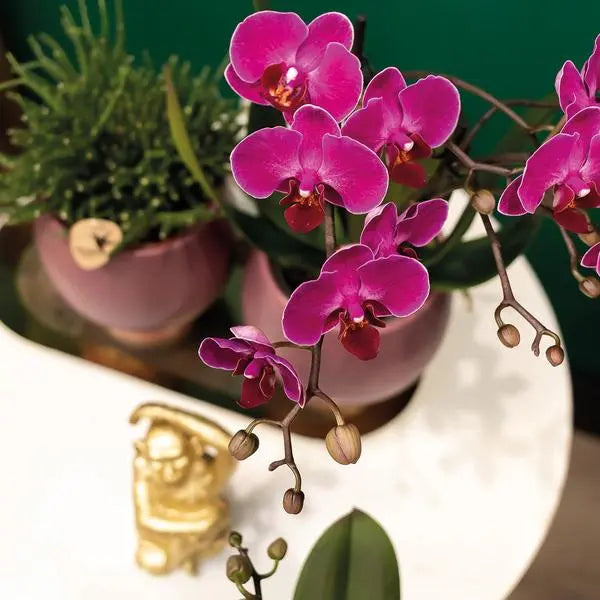 Kolibri Orchids | COMBI DEAL van 2 paarse phalaenopsis orchideeën - Morelia - potmaat Ø9cm | bloeiende kamerplant - vers van de kweker  BotanicBridge