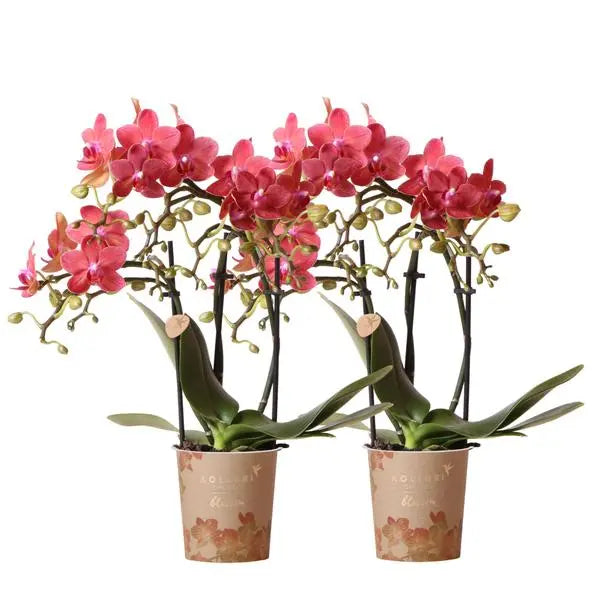 Kolibri Orchids | COMBI DEAL van 2 rode Phalaenopsis orchideeën - Congo - potmaat Ø9cm  bloeiende kamerplant - vers van de kweker  BotanicBridge