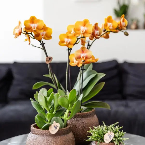 Kolibri Orchids | COMBI DEAL van 4 Phalaenopsis orchideeën - Las Vegas - potmaat Ø12cm | bloeiende kamerplant - vers van de kweker  BotanicBridge