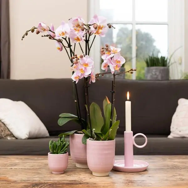 Kolibri Orchids | COMBI DEAL van 4 Roze phalaenopsis orchideeën - Andorra - potmaat Ø9cm | bloeiende kamerplant - vers van de kweker  BotanicBridge