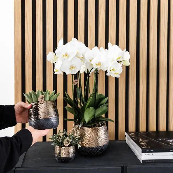 Kolibri Orchids | COMBI DEAL van 4 witte orchideeën - Ghent - potmaat Ø12cm | bloeiende kamerplant - vers van de kweker  BotanicBridge