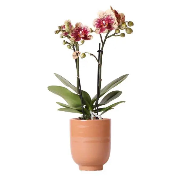 Kolibri Orchids | Geel rode Phalaenopsis orchidee - Spain + Glazed sierpot cognac - potmaat Ø9cm - 40 cm hoog | bloeiende kamerplant - vers van de kweker  BotanicBridge