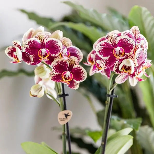 Kolibri Orchids | Geel rode phalaenopsis orchidee - Spain - potmaat Ø9cm | bloeiende kamerplant - vers van de kweker  BotanicBridge