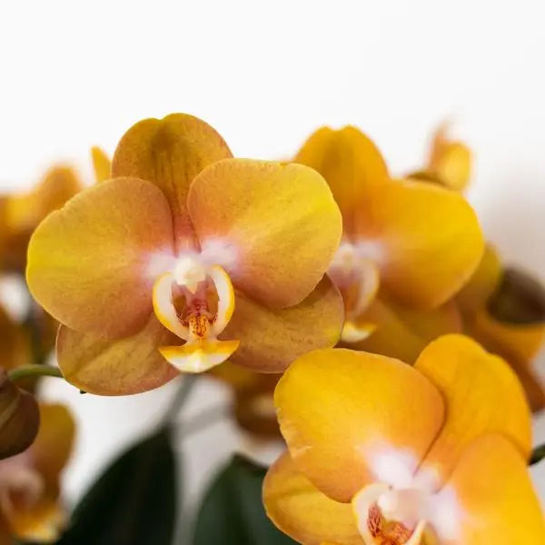 Kolibri Orchids | Oranje gouden Phalaenopsis orchidee - Jewel Las Vegas - potmaat Ø12cm | bloeiende kamerplant - vers van de kweker  BotanicBridge