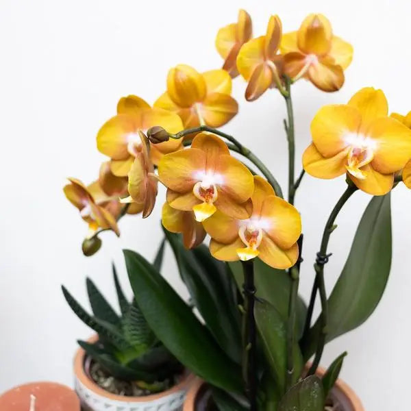 Kolibri Orchids | Oranje gouden Phalaenopsis orchidee - Jewel Las Vegas - potmaat Ø12cm | bloeiende kamerplant - vers van de kweker  BotanicBridge