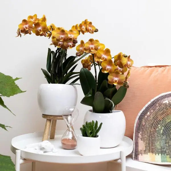 Kolibri Orchids | Oranje gouden Phalaenopsis orchidee - Jewel Las Vegas - potmaat Ø12cm | bloeiende kamerplant - vers van de kweker  BotanicBridge