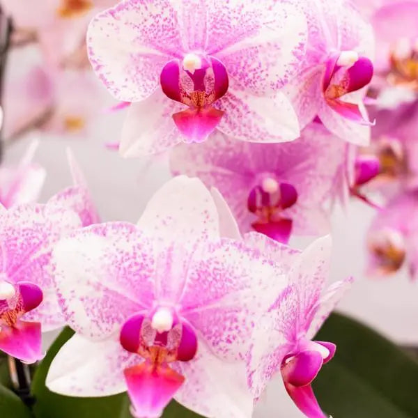 Kolibri Orchids | Roze Phalaenopsis orchidee - Mineral Rotterdam - potmaat Ø9cm | bloeiende kamerplant - vers van de kweker  BotanicBridge