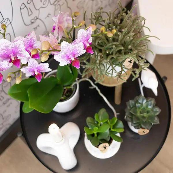 Kolibri Orchids | Roze Phalaenopsis orchidee - Mineral Rotterdam - potmaat Ø9cm | bloeiende kamerplant - vers van de kweker  BotanicBridge