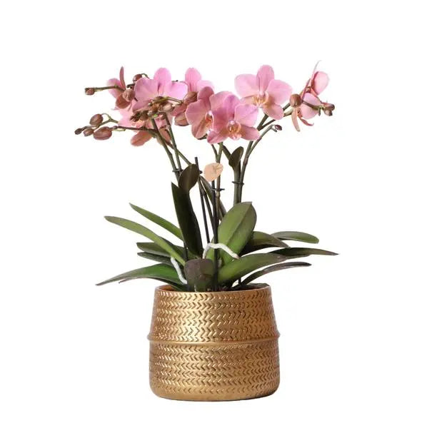 Kolibri Orchids | Roze Phalaenopsis orchidee – Treviso in Groove pot goud – potmaat Ø12cm – 35cm hoog | bloeiende kamerplant in bloempot - vers van de kweker  BotanicBridge