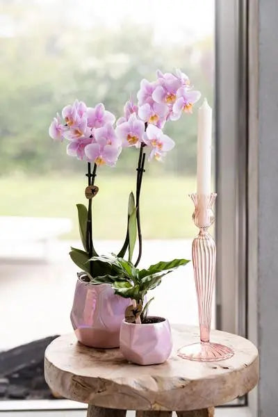 Kolibri Orchids | Roze phalaenopsis orchidee - Andorra - potmaat Ø9cm | bloeiende kamerplant - vers van de kweker  BotanicBridge