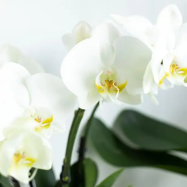 Kolibri Orchids | Witte Phalaenopsis orchidee potmaat - Jewel Ghent - potmaat Ø12cm | bloeiende kamerplant - vers van de kweker  BotanicBridge