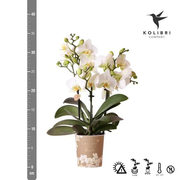 Kolibri Orchids | Witte phalaenopsis orchidee - Lausanne - potmaat Ø9cm | bloeiende kamerplant - vers van de kweker  BotanicBridge