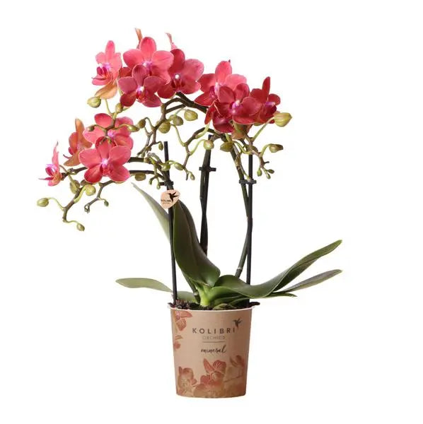 Kolibri Orchids | rode Phalaenopsis orchidee - Congo - potmaat Ø9cm | bloeiende kamerplant - vers van de kweker  BotanicBridge