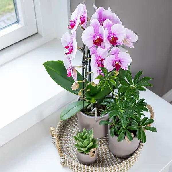 Kolibri Orchids | roze Phalaenopsis orchidee - Niagara Fall  - potmaat Ø12cm | bloeiende kamerplant - vers van de kweker  BotanicBridge