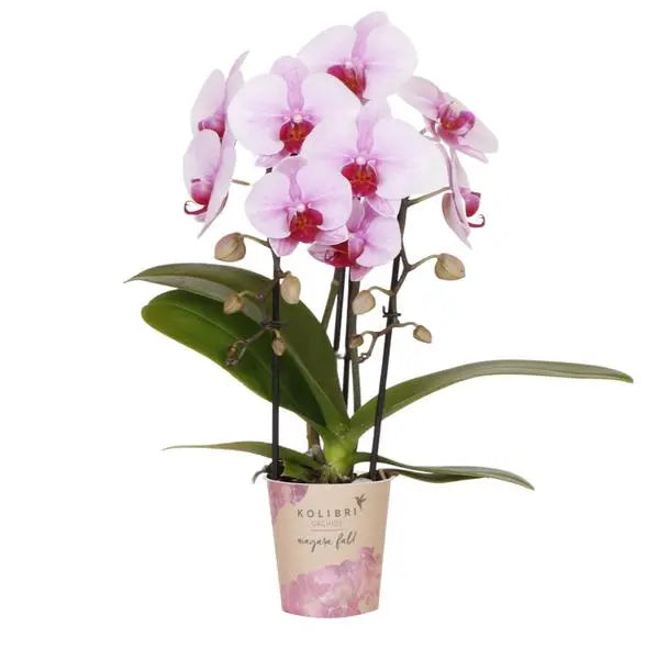 Kolibri Orchids | roze Phalaenopsis orchidee - Niagara Fall  - potmaat Ø9cm | bloeiende kamerplant - vers van de kweker  BotanicBridge