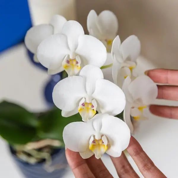 Kolibri Orchids | witte Phalaenopsis orchidee - Amabilis - potmaat Ø9cm | bloeiende kamerplant - vers van de kweker  BotanicBridge