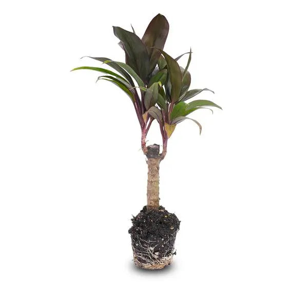 Mini-palm - Cordyline fruticosa 'Purple Compacta' - Terrarium plant - Potmaat 6  BotanicBridge