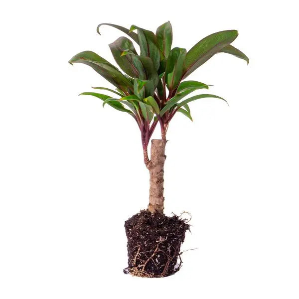 Mini-palm - Cordyline fruticosa 'Purple Compacta' - Terrarium plant - Potmaat 6  BotanicBridge