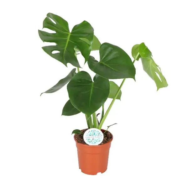 Monstera Deliciosa  - Ø17cm - ↕55cm  BotanicBridge