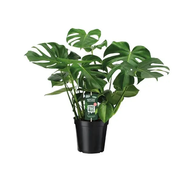 Monstera Deliciosa  - Ø21cm - ↕65cm  BotanicBridge