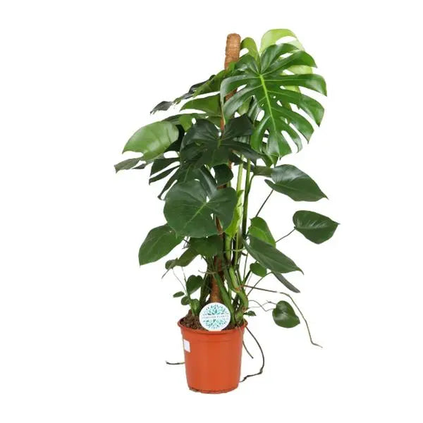 Monstera Deliciosa - Ø24cm - ↕105cm  BotanicBridge