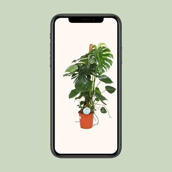 Monstera Deliciosa - Ø24cm - ↕105cm  BotanicBridge