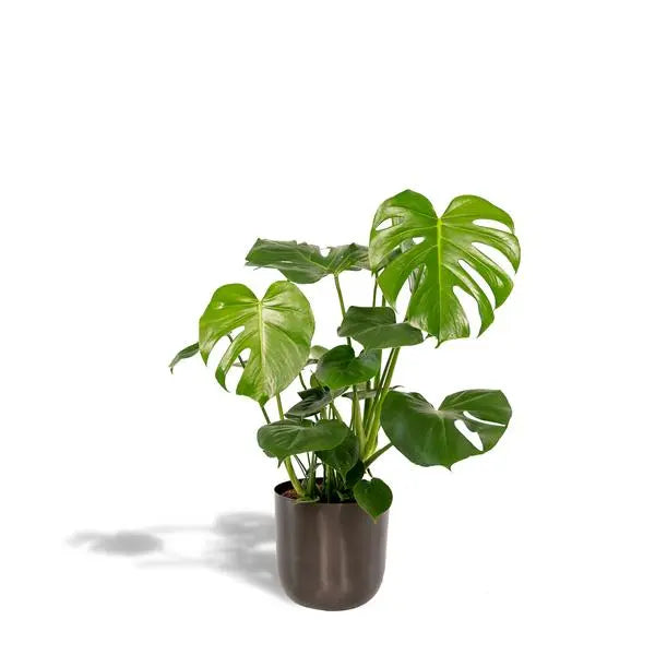 Monstera Deliciosa- ↨80cm - Ø21cm + Pot Mayk Lead  BotanicBridge