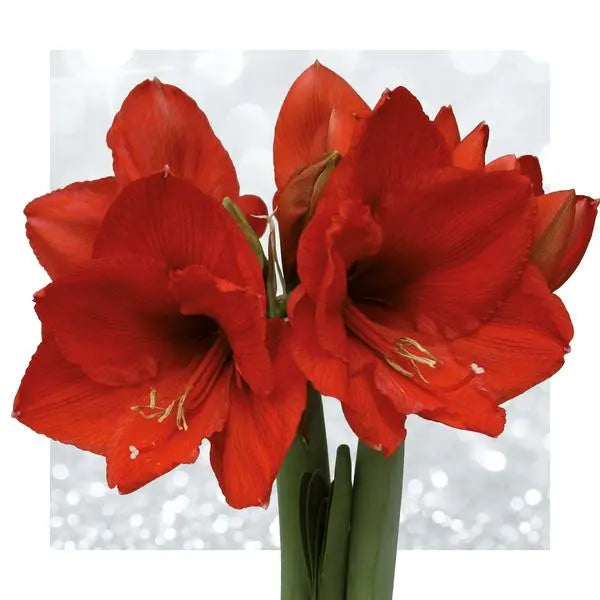 No Water Flowers® (wax amaryllis) | Fashionz Animal - Cheetah + Red flower  BotanicBridge