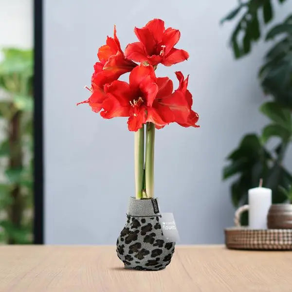 No Water Flowers® (wax amaryllis) | Fashionz Animal - Leopard + Red flower  BotanicBridge